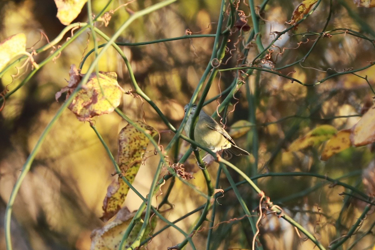 Orange-crowned Warbler - ML645807353