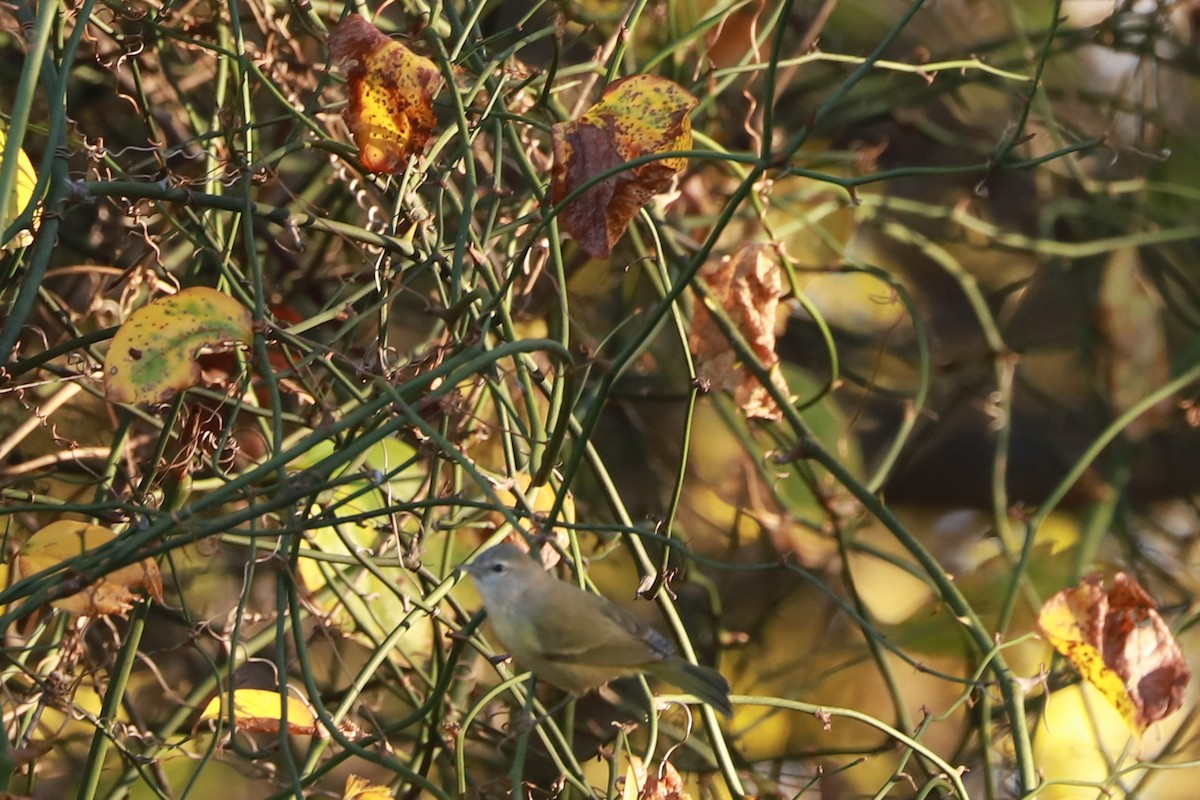 Orange-crowned Warbler - ML645807354