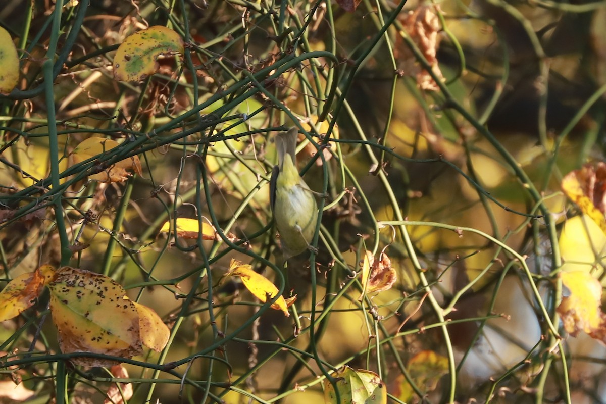 Orange-crowned Warbler - ML645807355