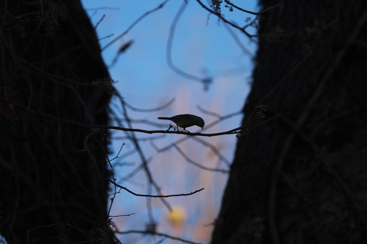 Orange-crowned Warbler - ML645807356