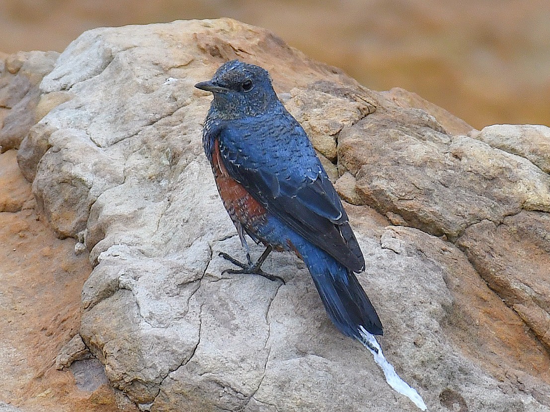 Blue Rock-Thrush - ML645807357