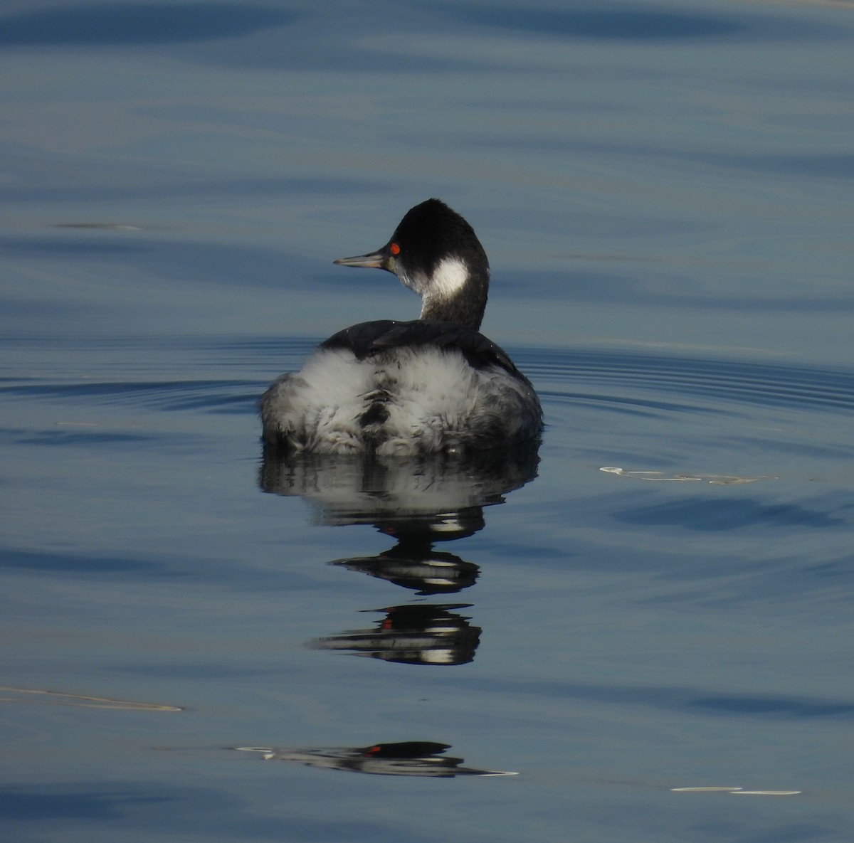 Eared Grebe - ML645807358
