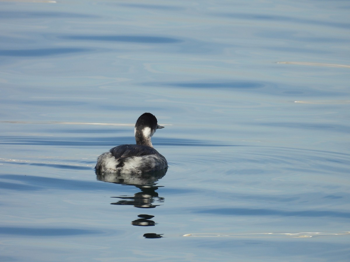 Eared Grebe - ML645807359