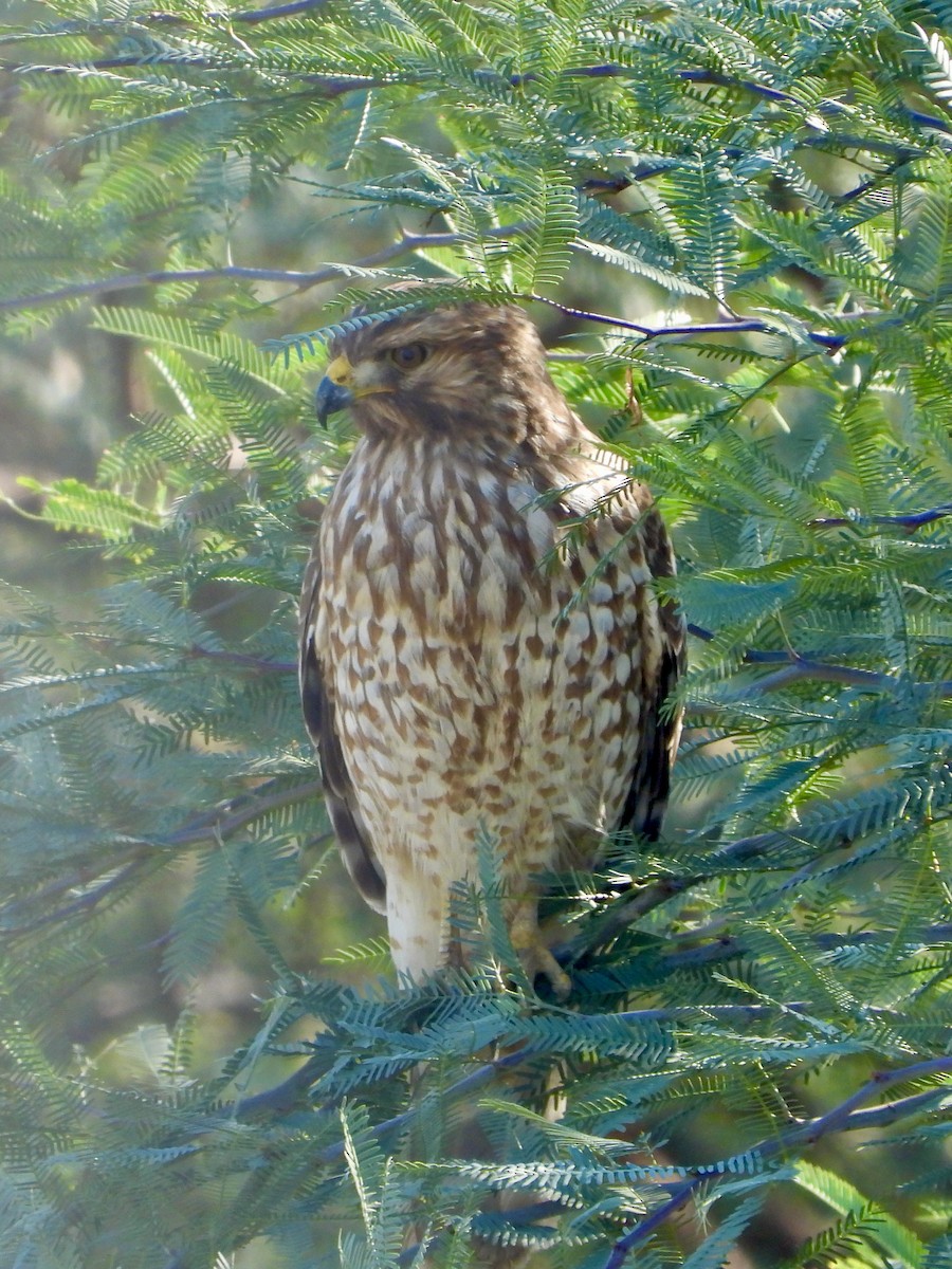 Red-shouldered Hawk - ML645807366