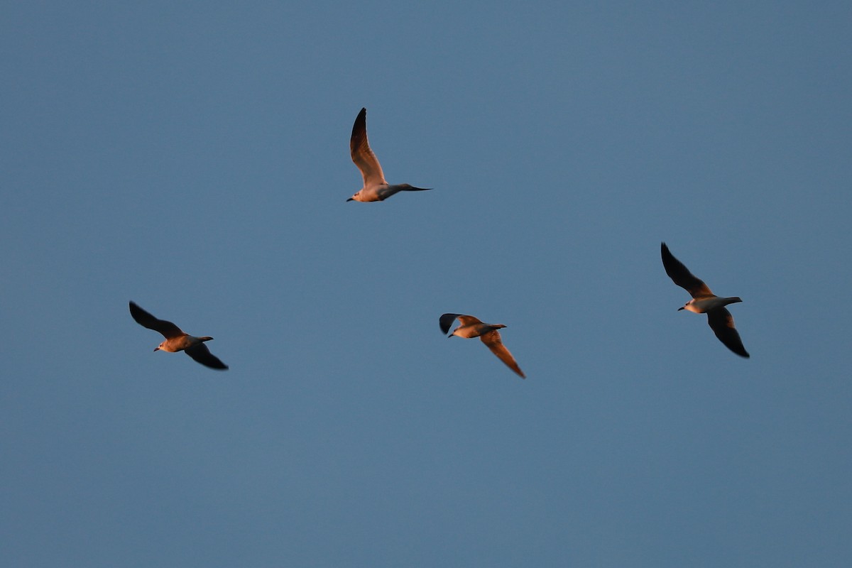 Laughing Gull - ML645807367