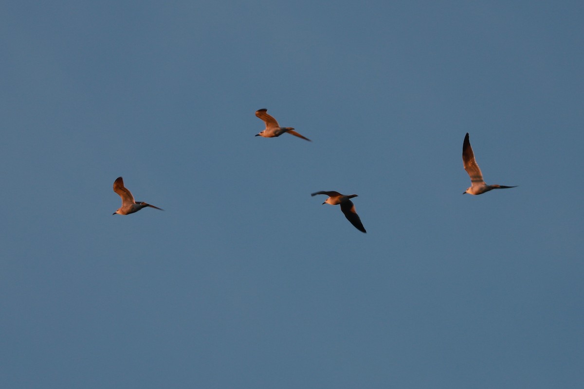 Laughing Gull - ML645807368