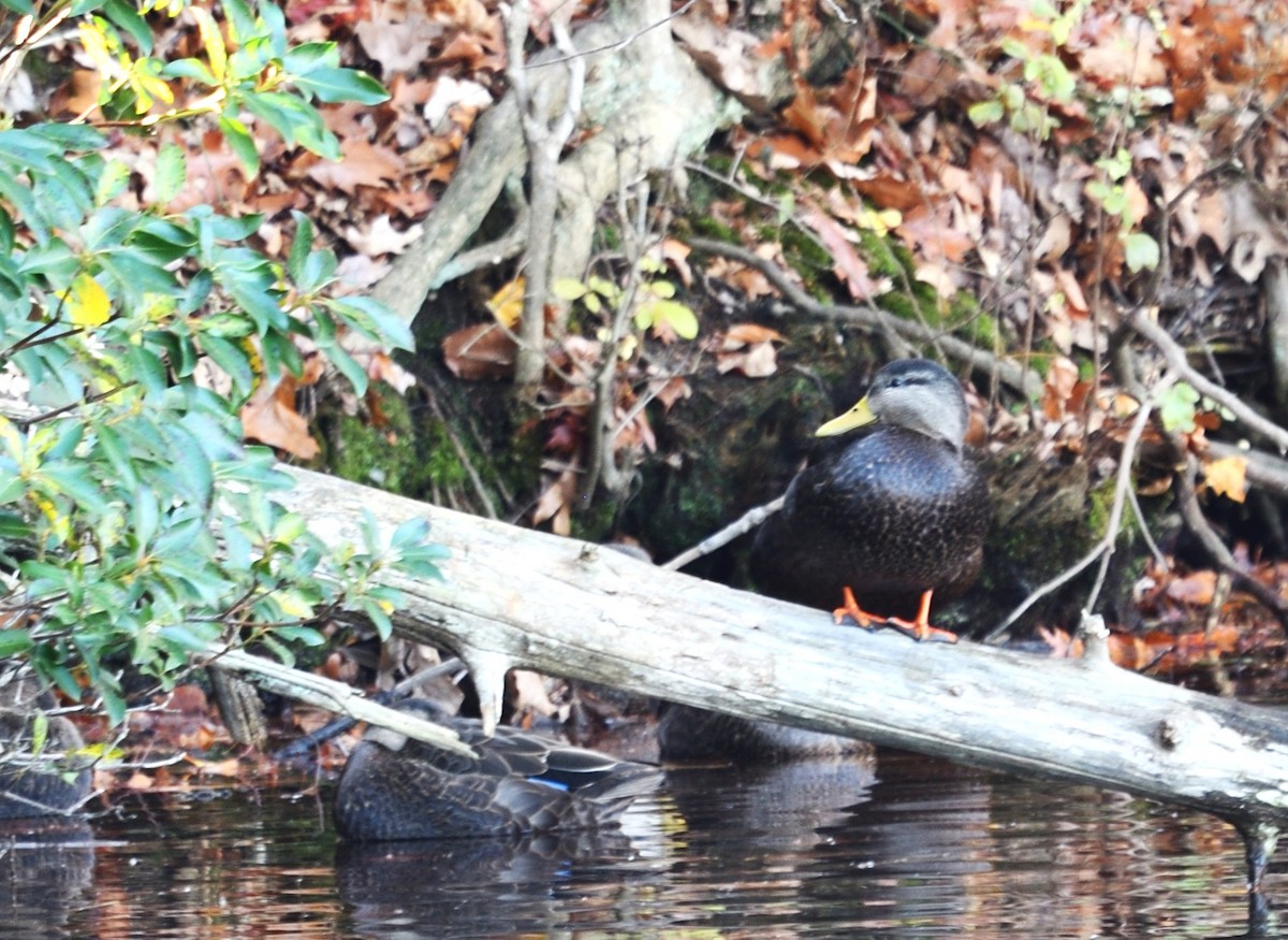 American Black Duck - ML645807369