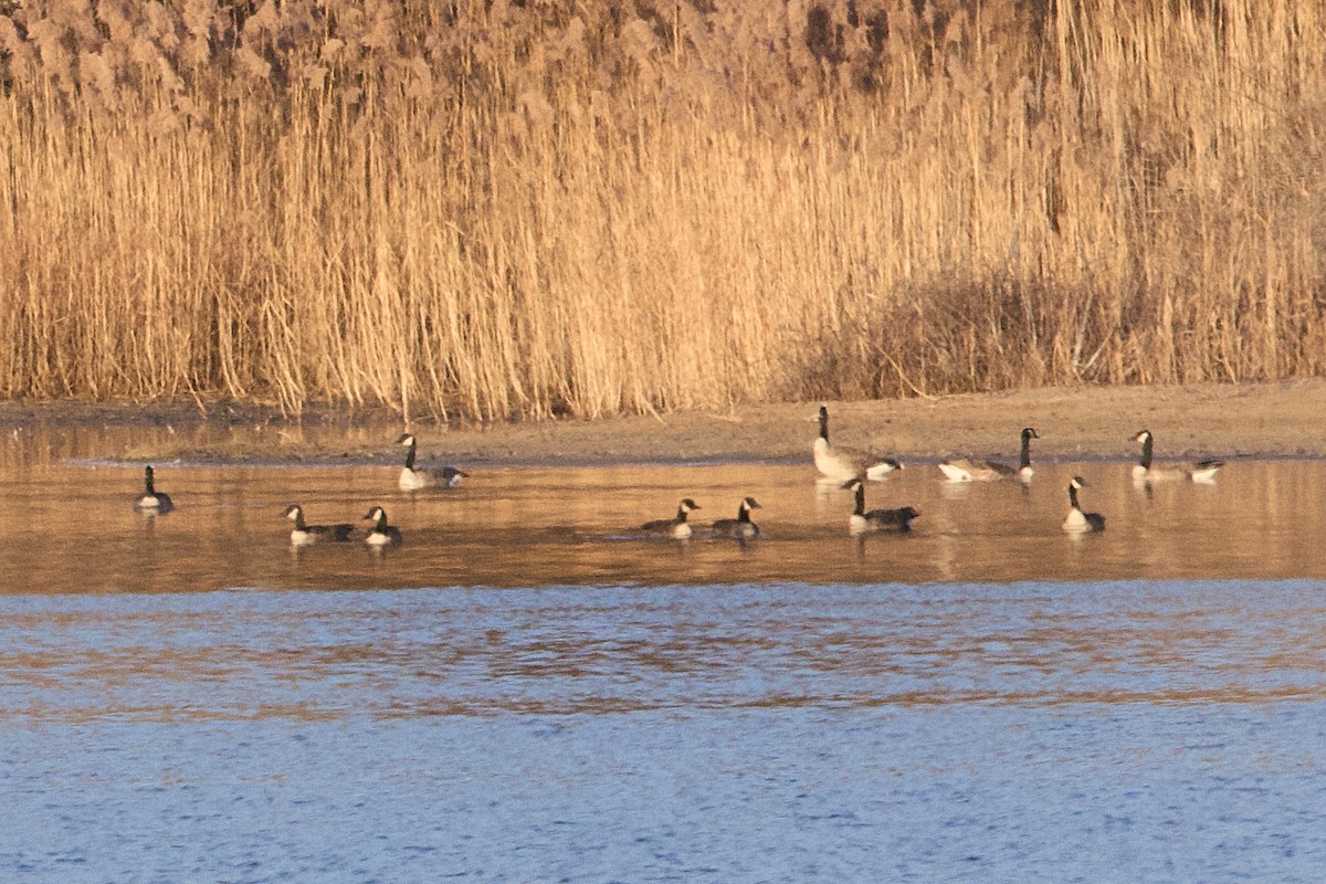 Cackling/Canada Goose - ML645807373