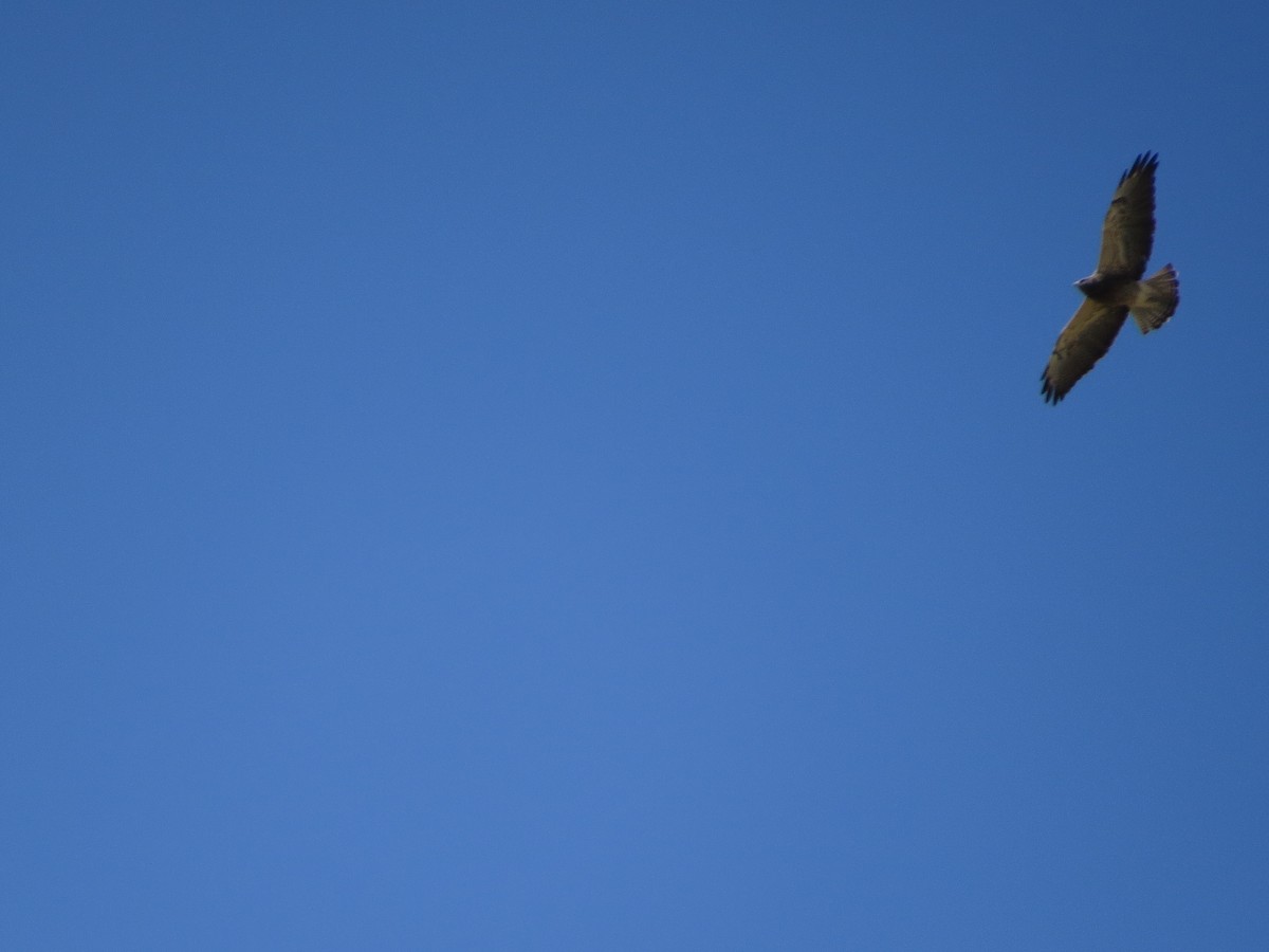 Präriebussard - ML645807374