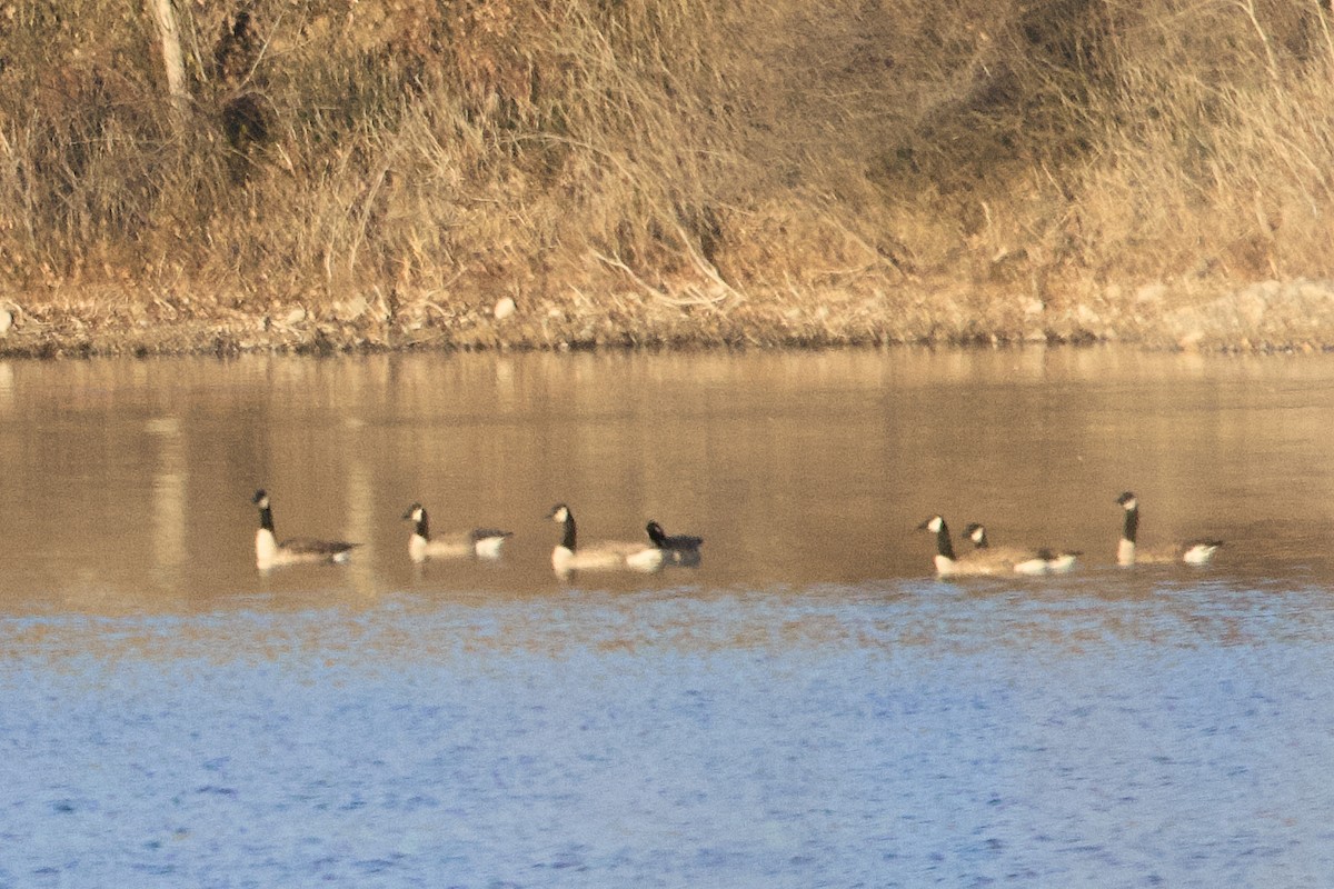Cackling/Canada Goose - ML645807381