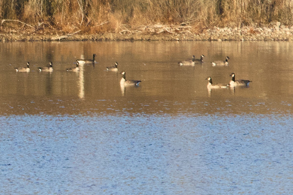 Cackling/Canada Goose - ML645807382