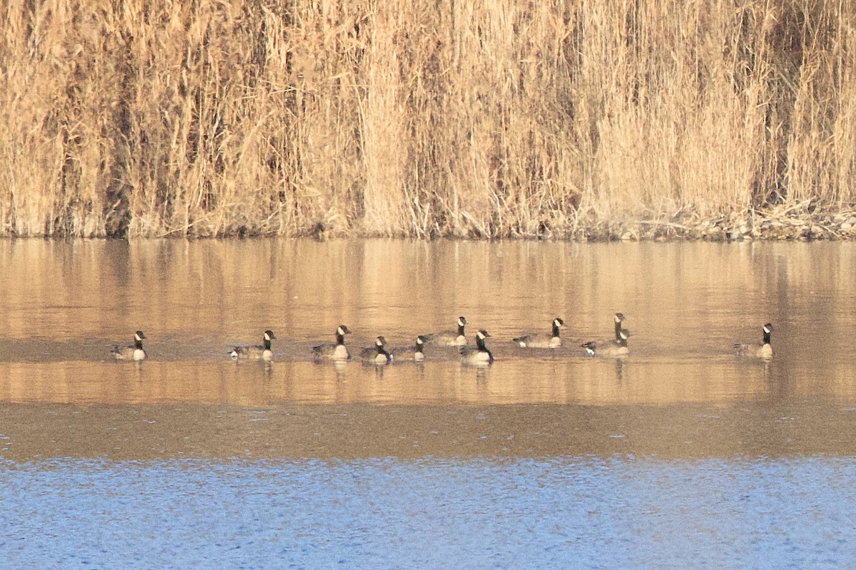 Cackling/Canada Goose - ML645807383