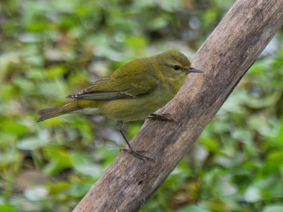 Tennesse Ötleğeni - ML645807408