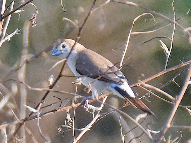 Indian Silverbill - ML645807412