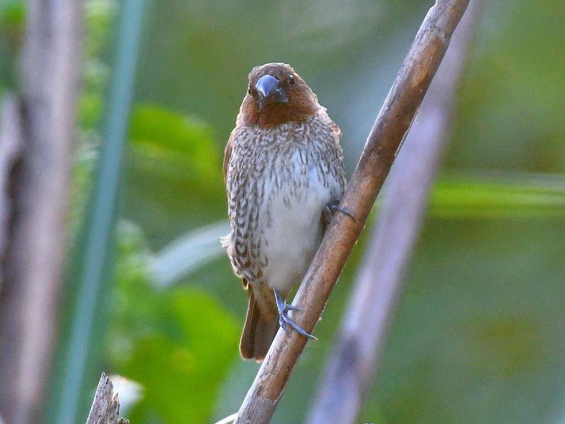 Scaly-breasted Munia - ML645807416