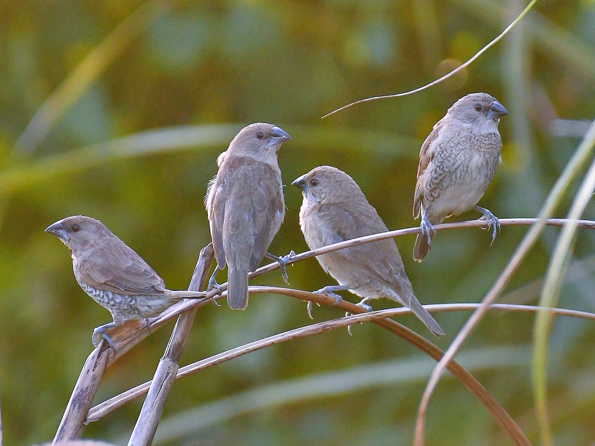 Scaly-breasted Munia - ML645807417