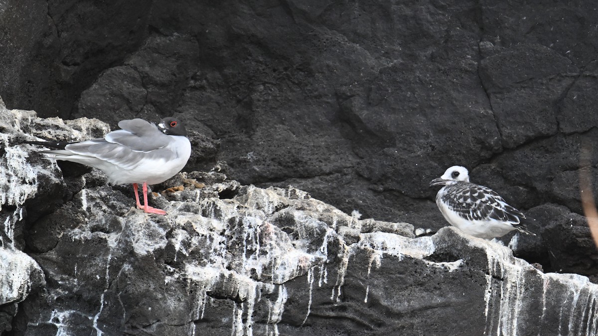 Gaviota Tijereta - ML645807418