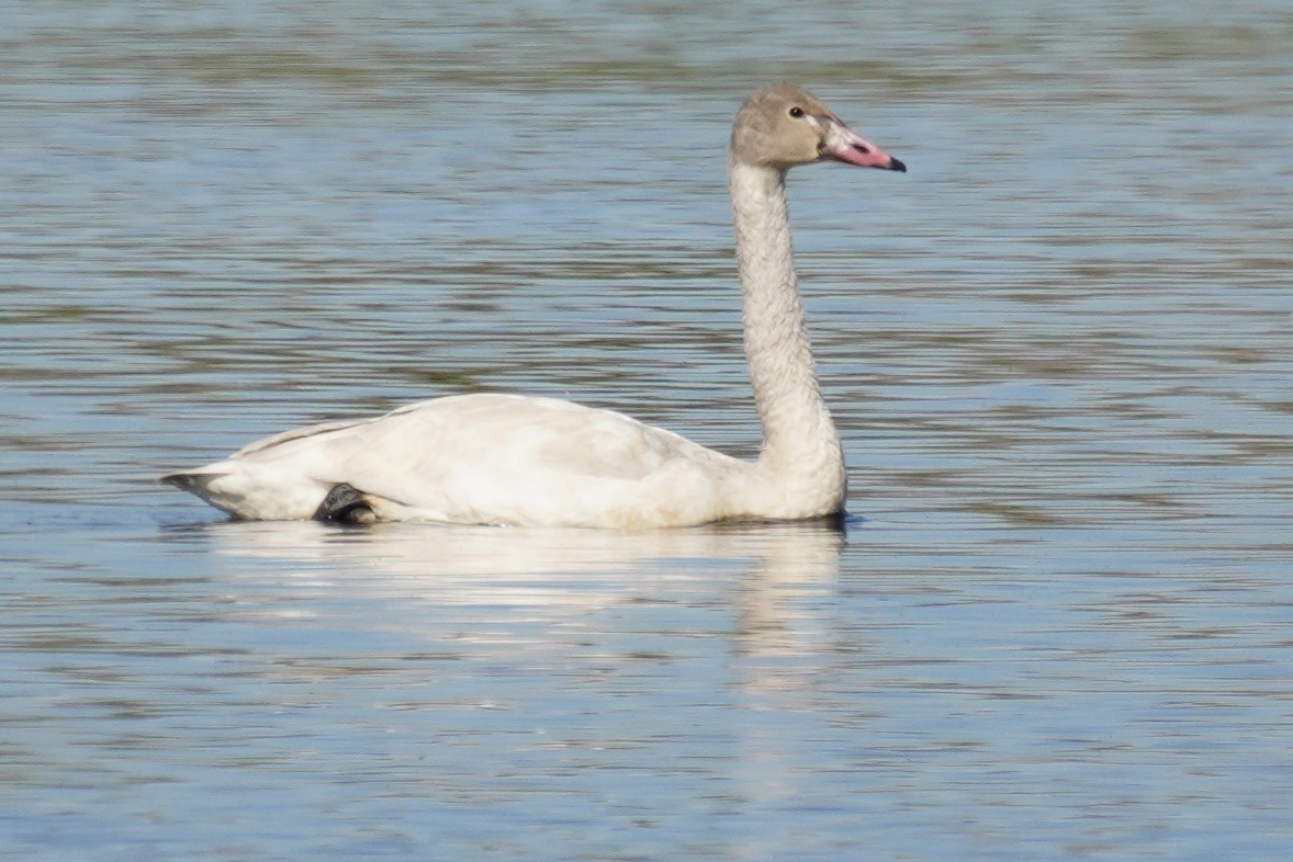 Tundra Swan - ML645807423