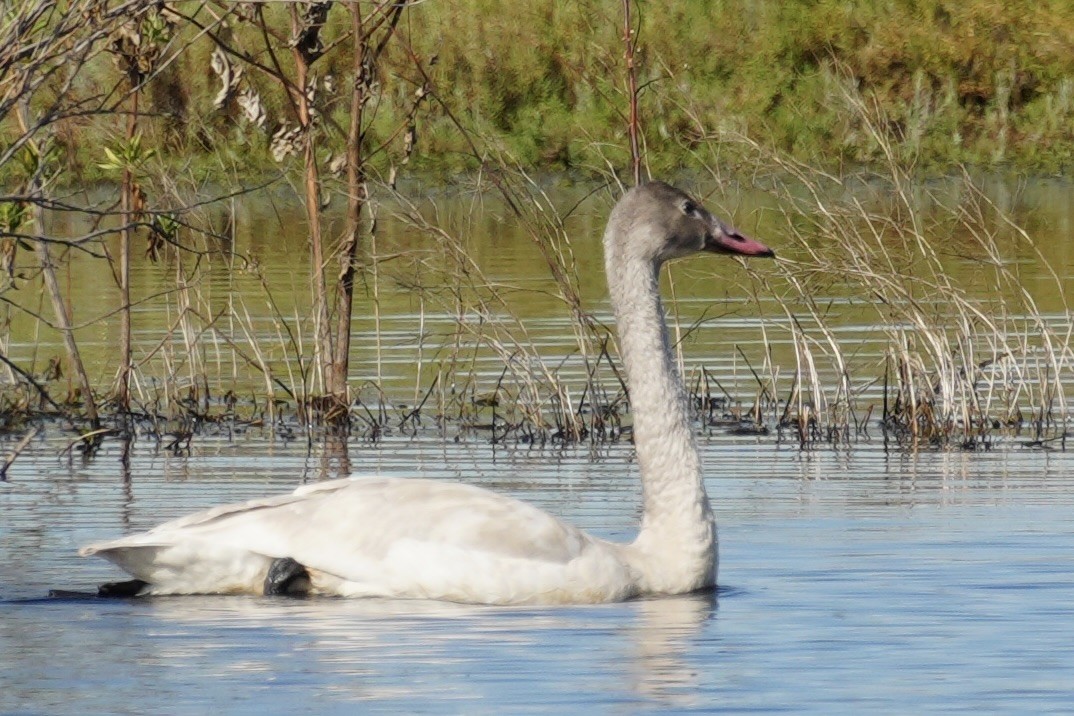 Tundra Swan - ML645807424