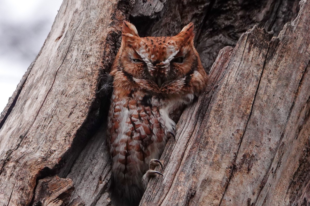Eastern Screech-Owl - ML645807426