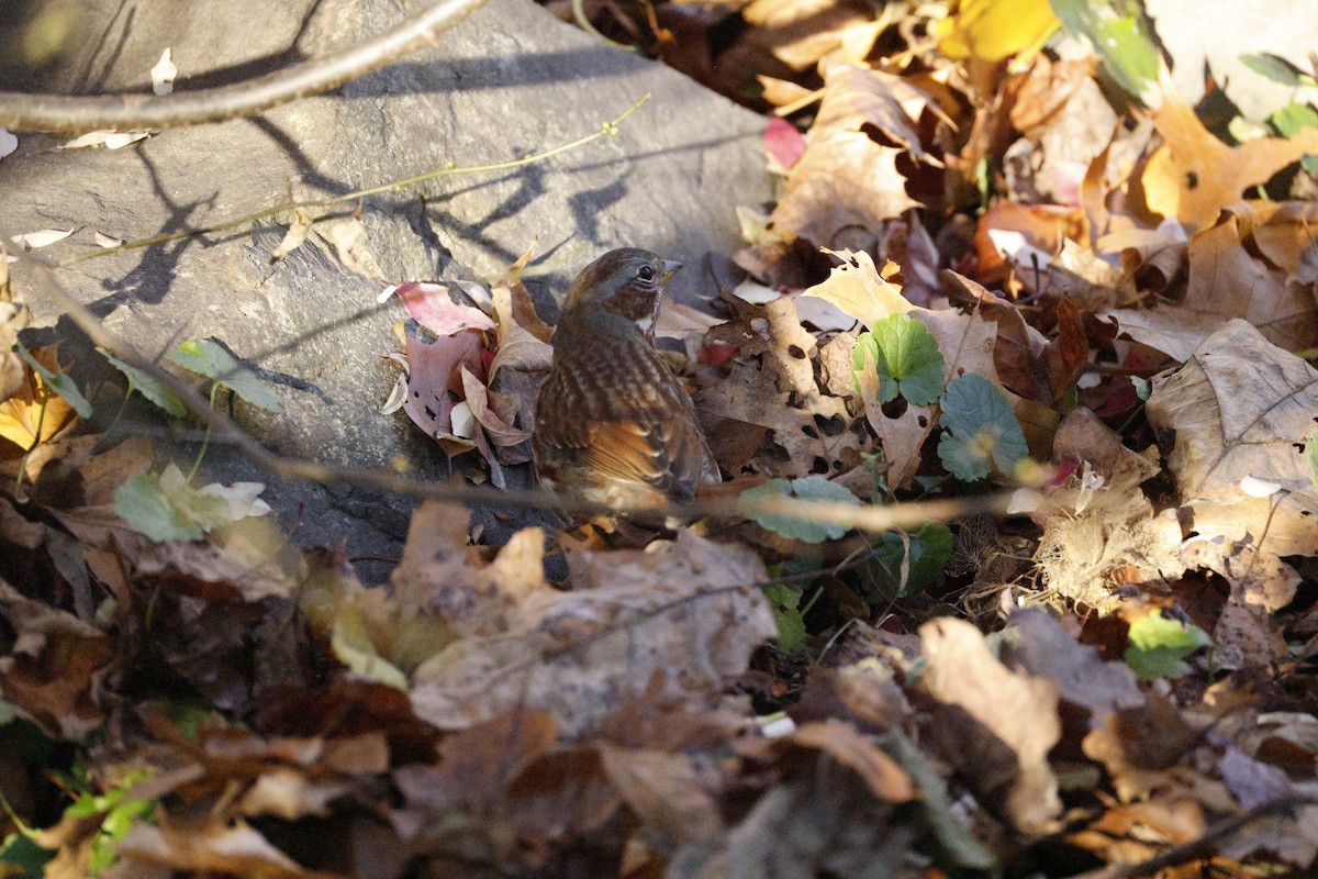 Fox Sparrow - ML645807428