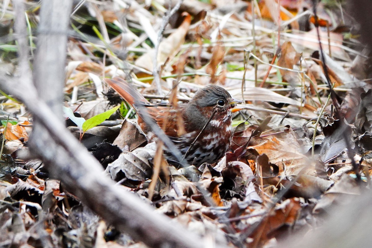 Fox Sparrow - ML645807440