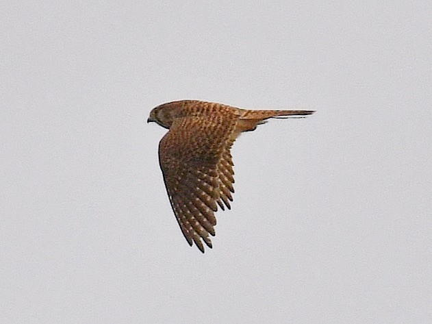 Eurasian Kestrel - ML645807443