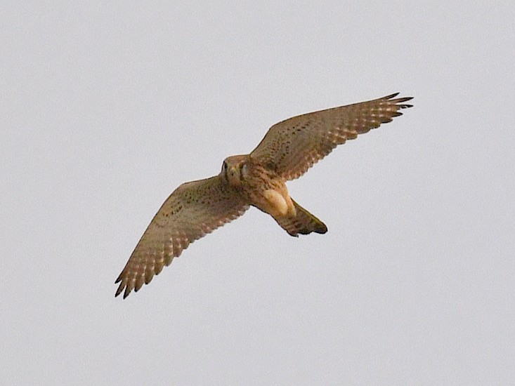Eurasian Kestrel - ML645807444