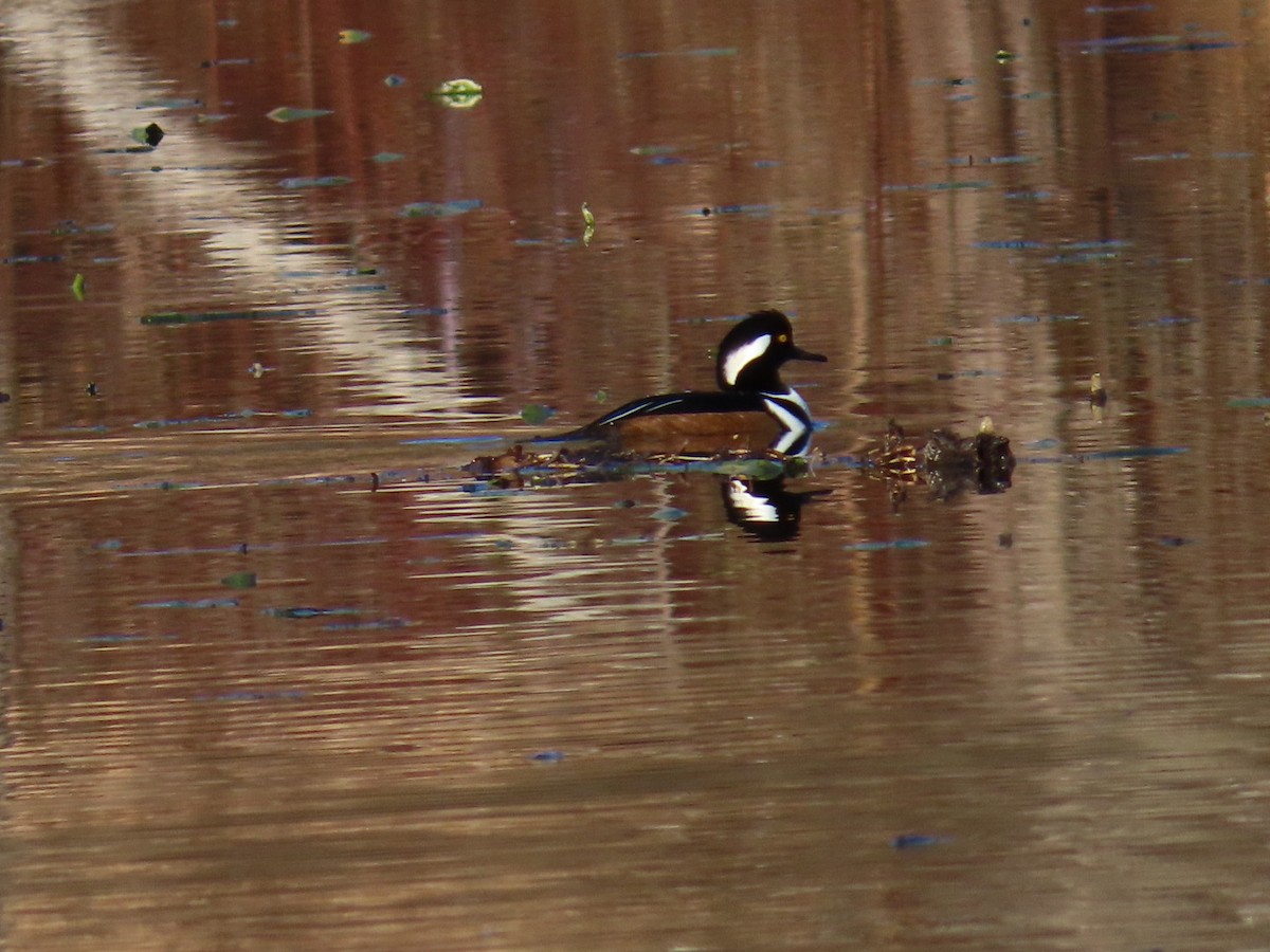 Hooded Merganser - ML645807453
