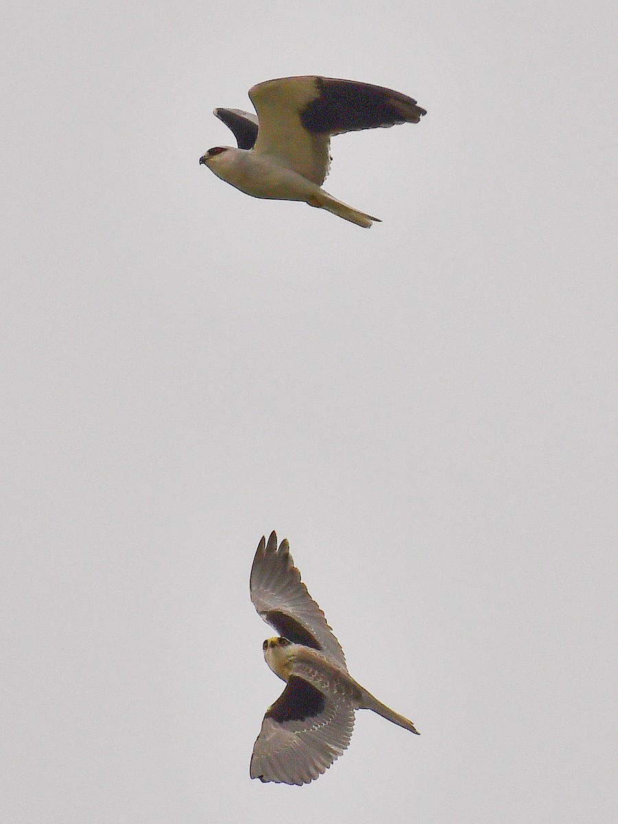 Black-winged Kite - ML645807454