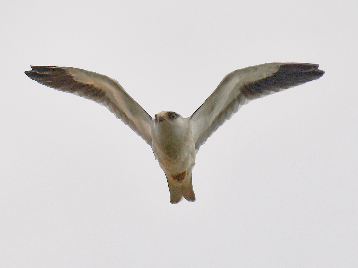 Black-winged Kite - ML645807455