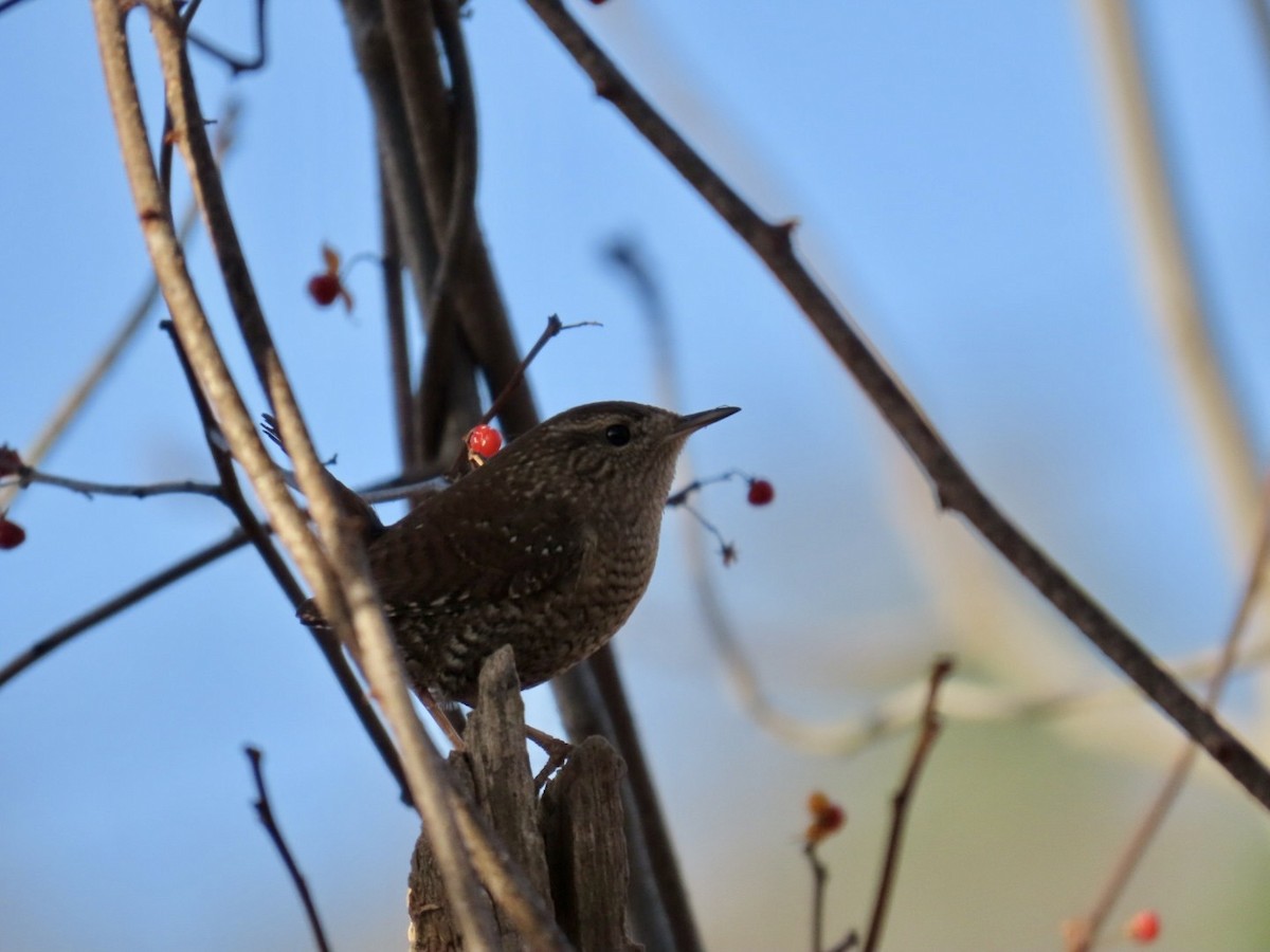 Winter Wren - ML645807462
