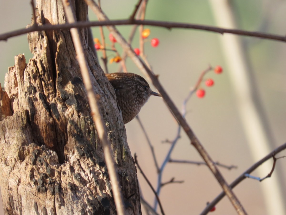 Winter Wren - ML645807463