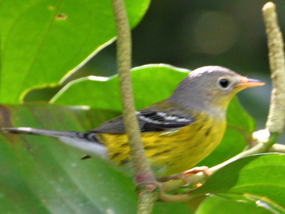 Magnolia Warbler - ML645807464