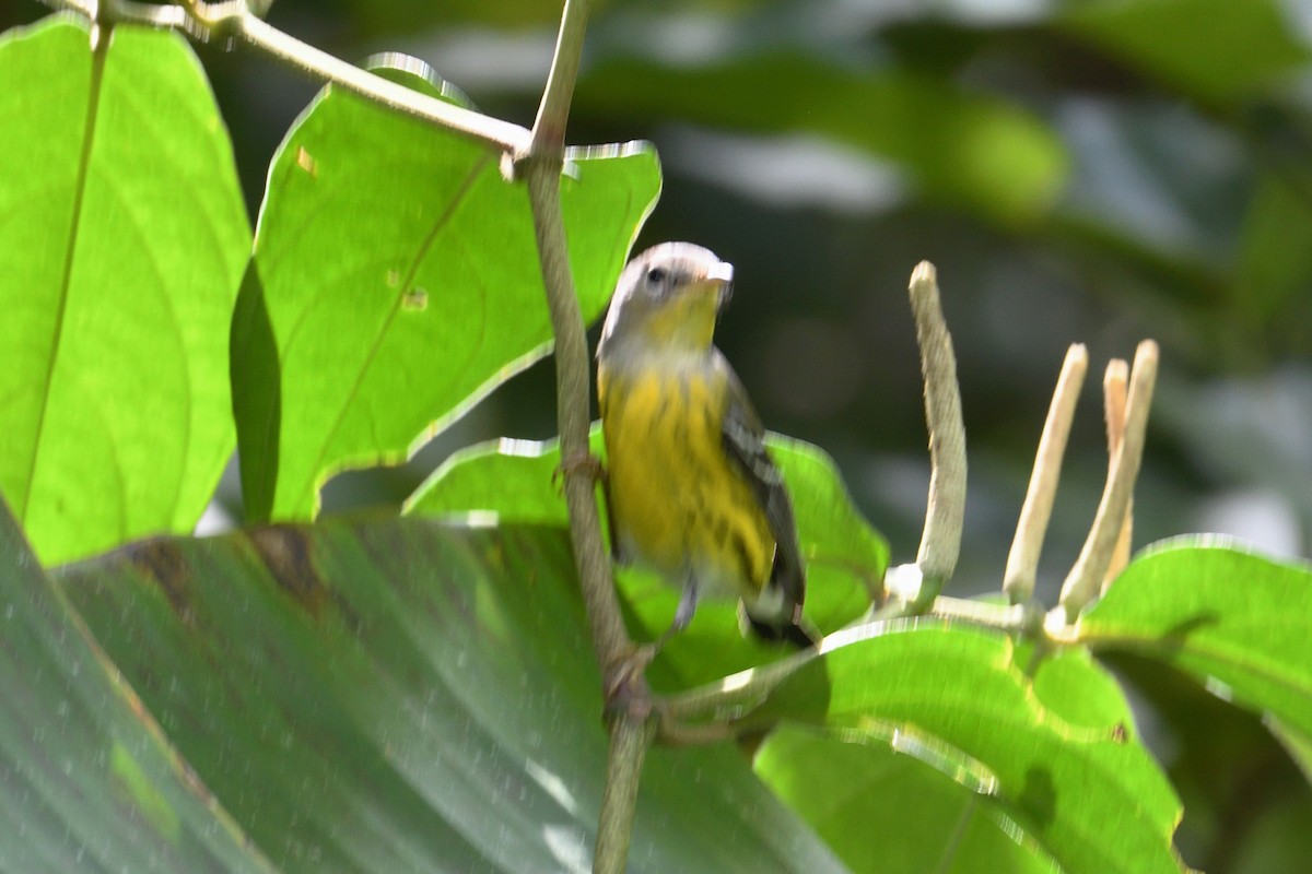 Magnolia Warbler - ML645807465