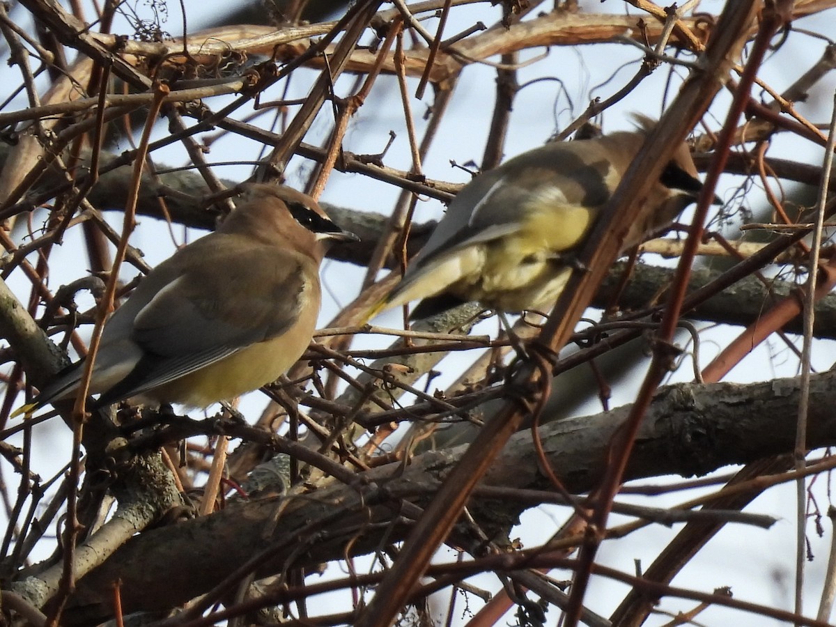 Sedir İpekkuyruğu - ML645807468