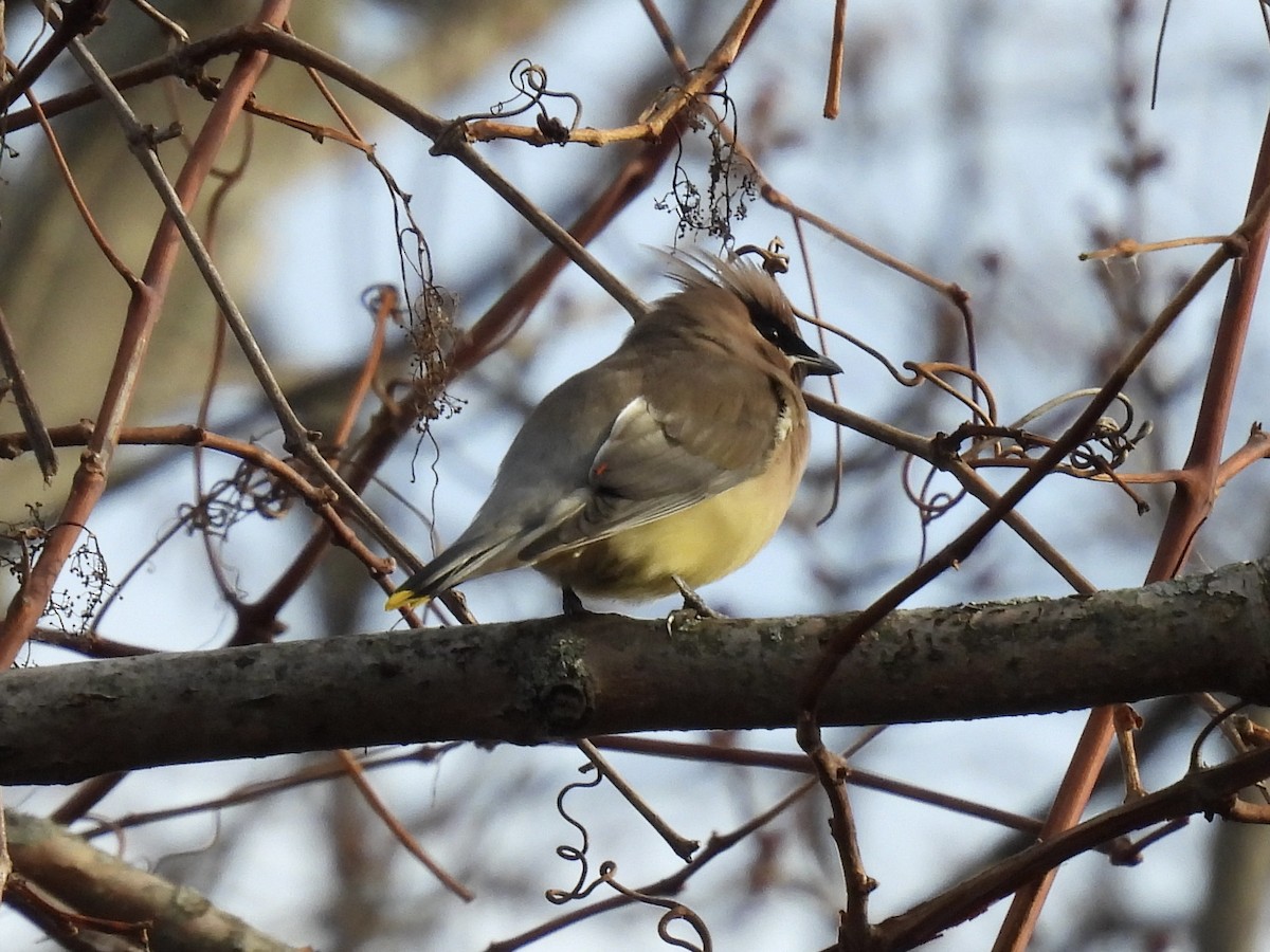 Sedir İpekkuyruğu - ML645807469