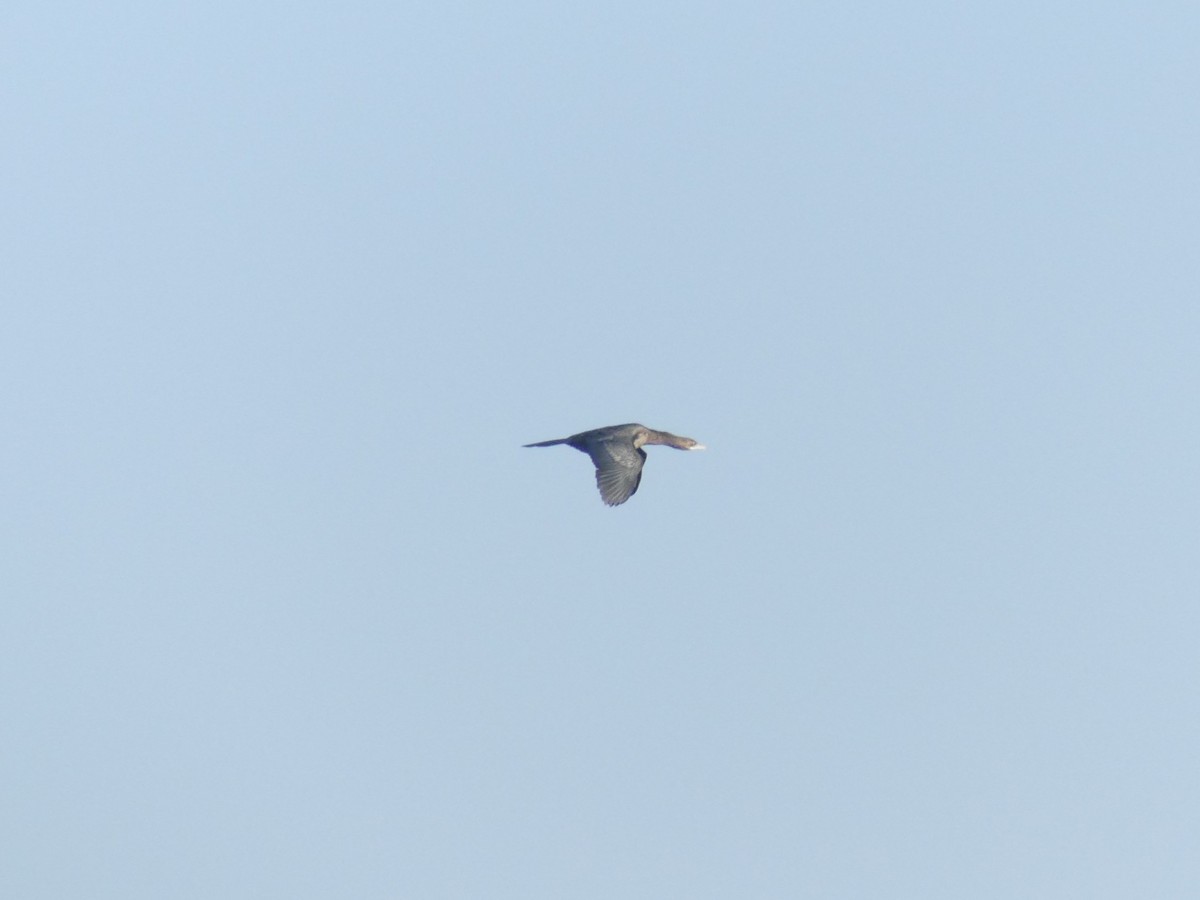 Pygmy Cormorant - ML645807470