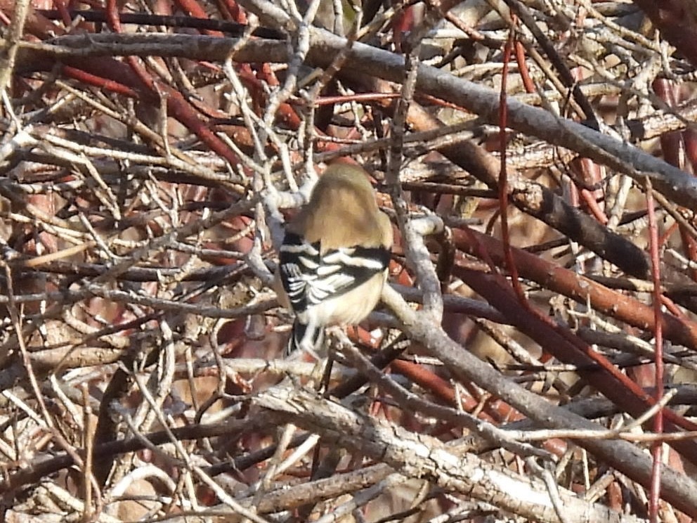 čížek žlutý - ML645807474