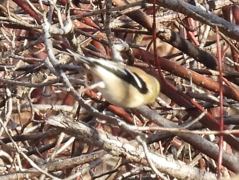 čížek žlutý - ML645807475