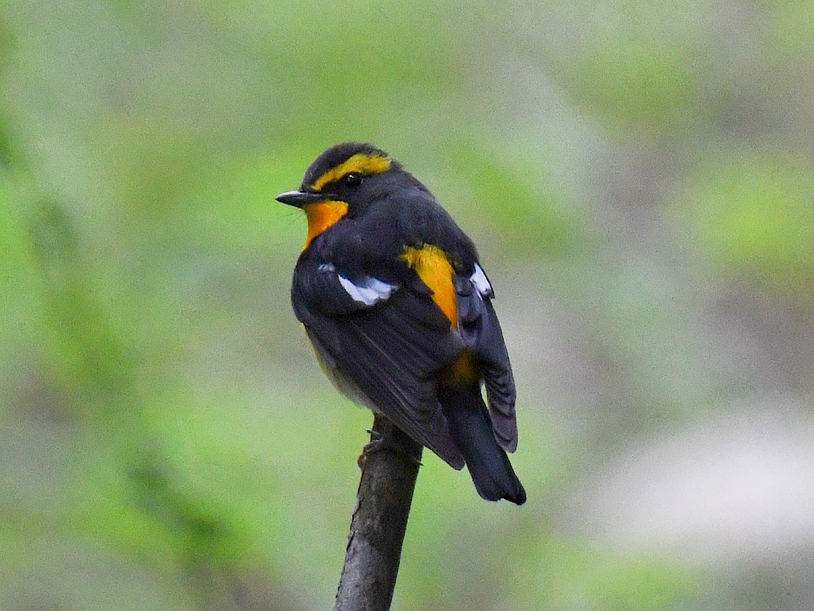 Narcissus Flycatcher - ML645807476