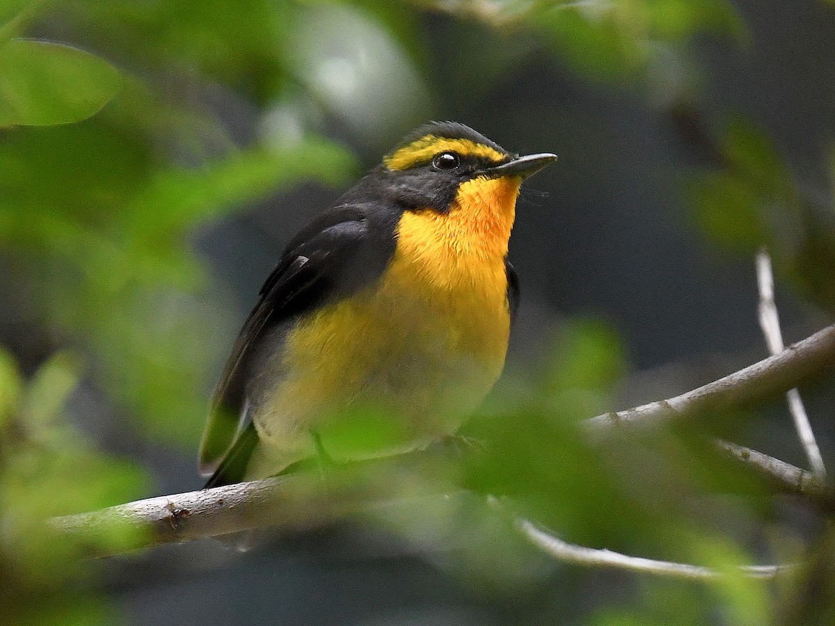 Narcissus Flycatcher - ML645807477