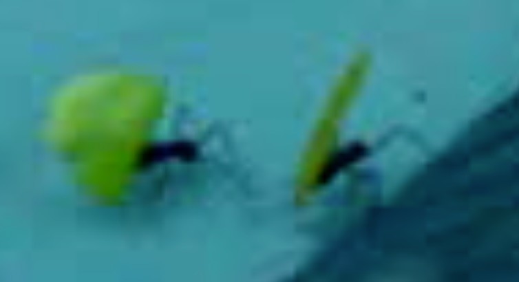 Insects - ML645807488