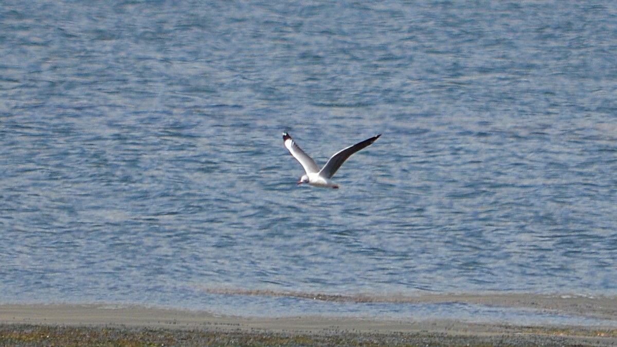 Gray-hooded Gull - ML645807504