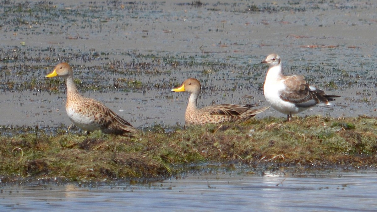 Gray-hooded Gull - ML645807505