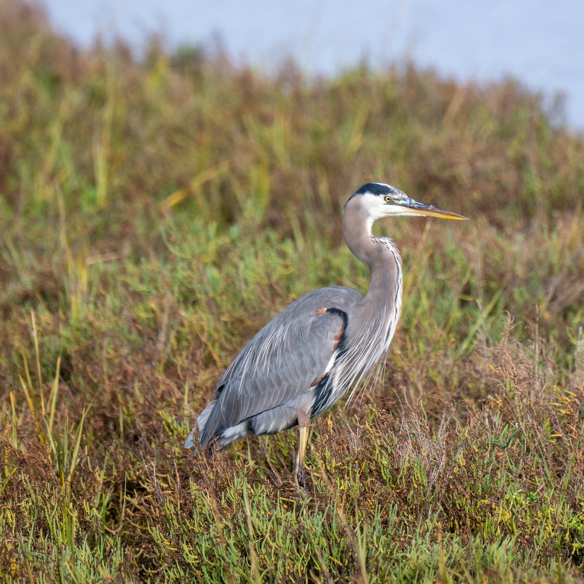 Great Blue Heron - ML645807527