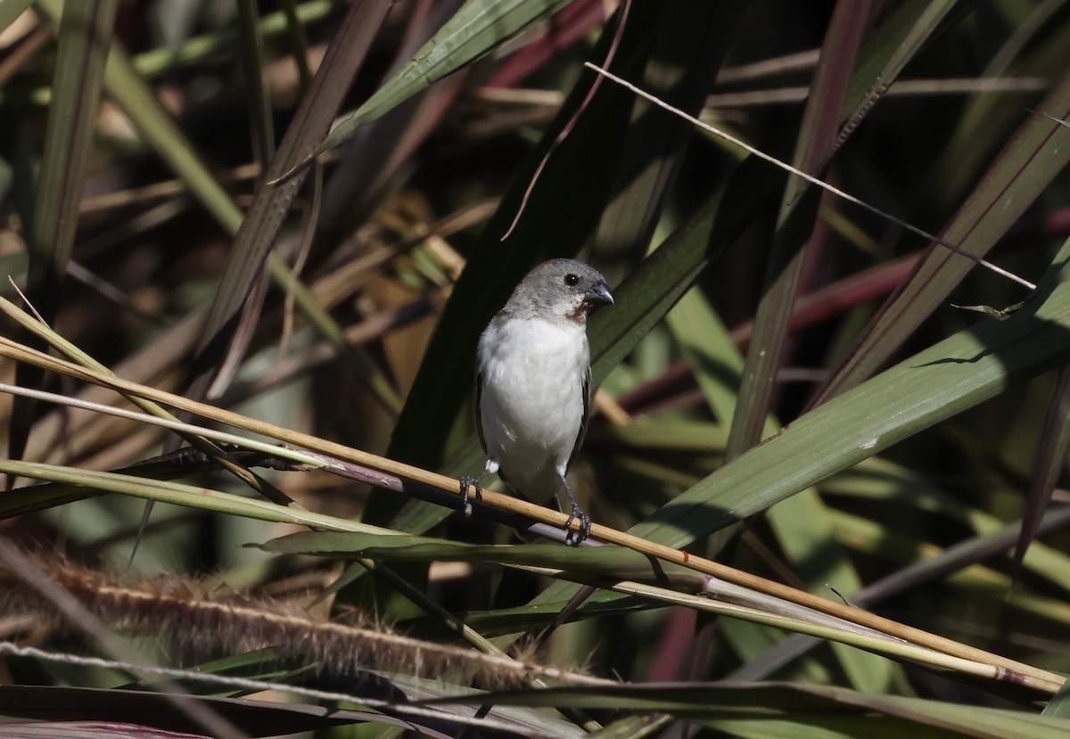 Chestnut-throated Seedeater - ML645807528