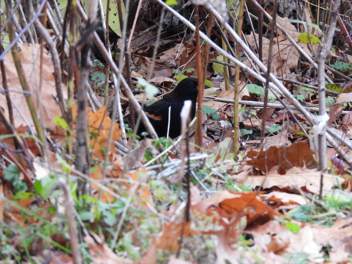 Red-winged Blackbird - ML645807530