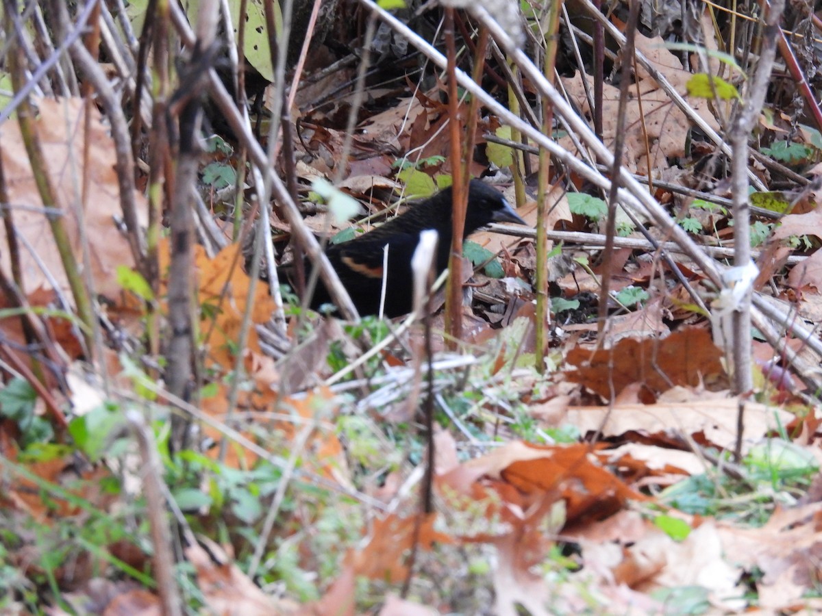 Red-winged Blackbird - ML645807531