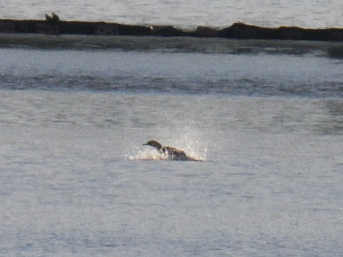 Red-breasted Merganser - ML645807532
